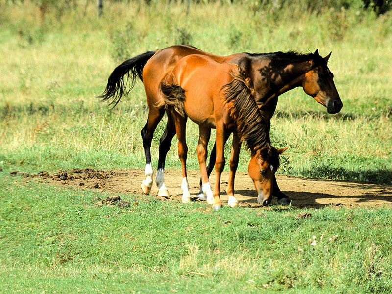 Cheval