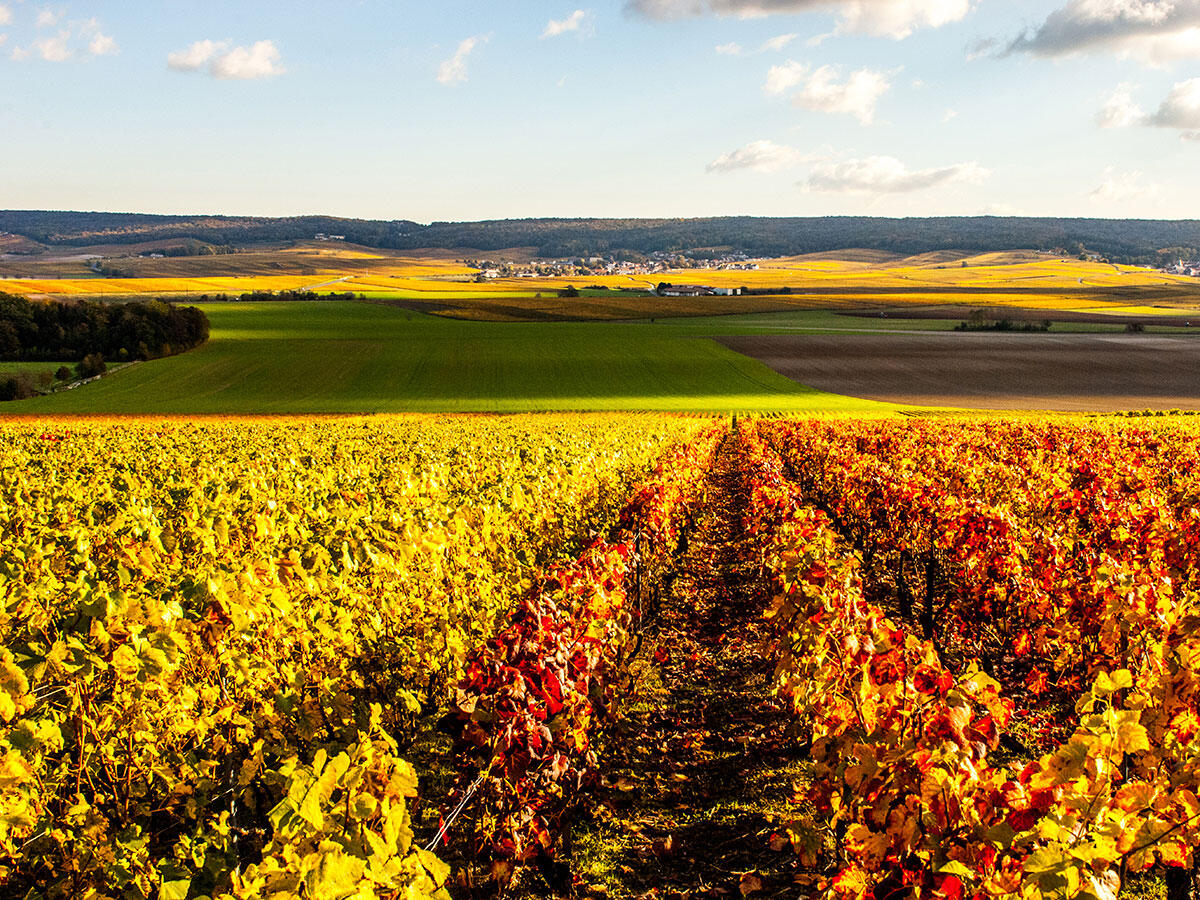 Vignoble de Chigny-les-Roses