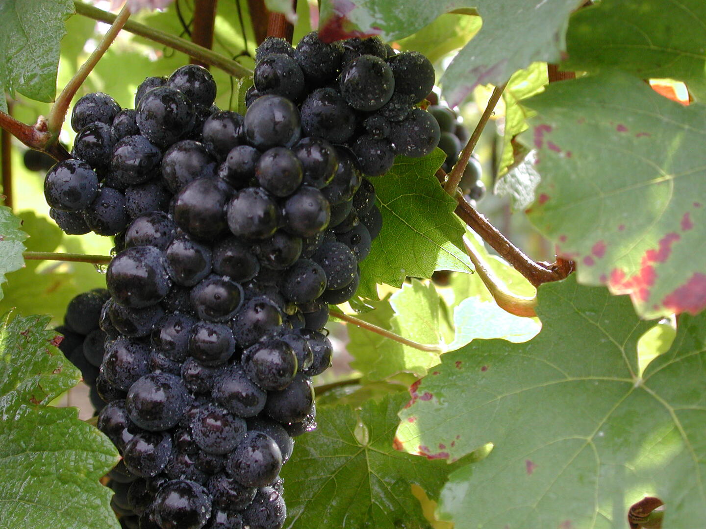 Champagne Alain Lallement