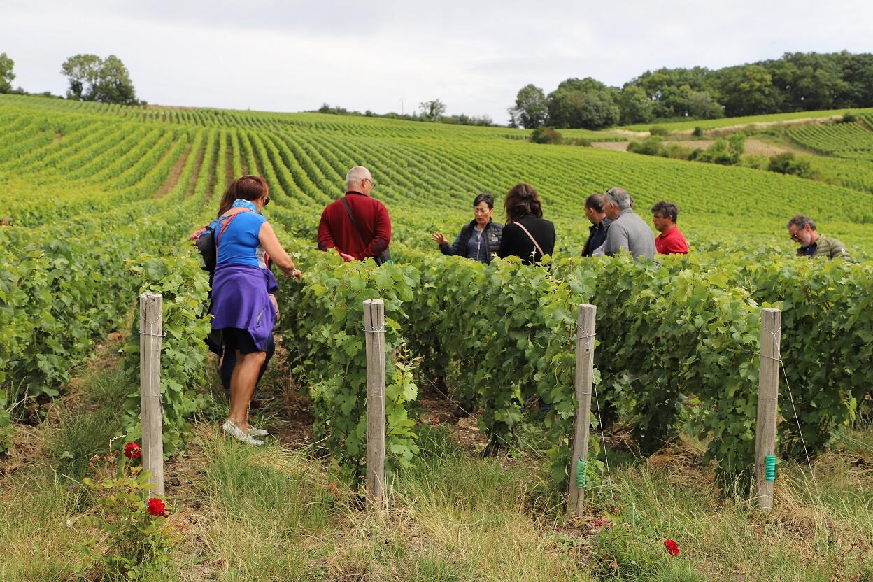 Visite guidée dans le vignoble