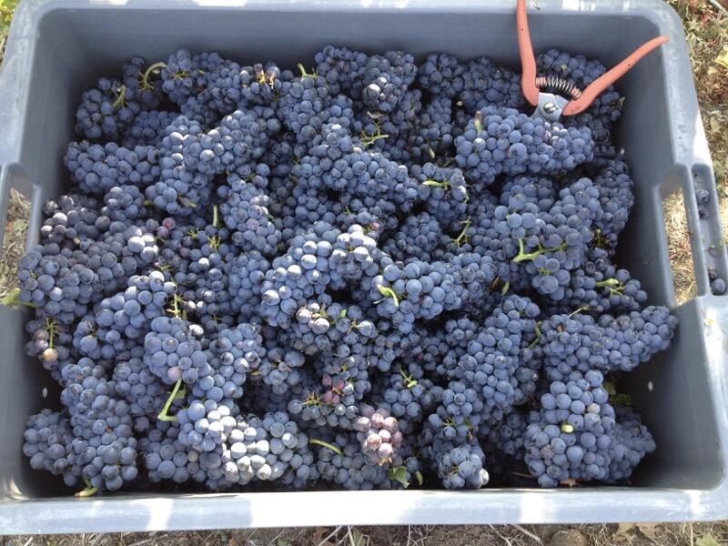 Harvest Experience