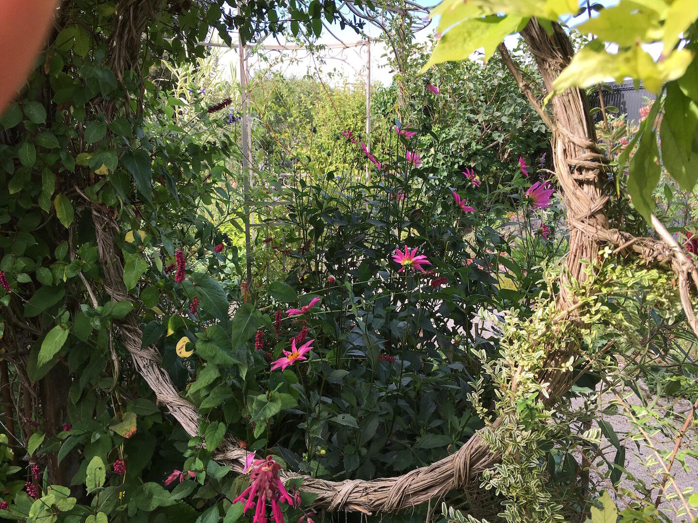 Jardin de Maëlys(3)