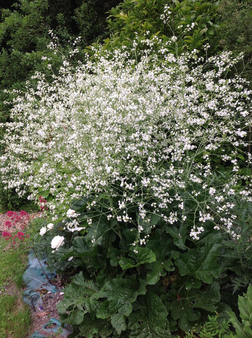 Jardin des 4 Vents-Crugny