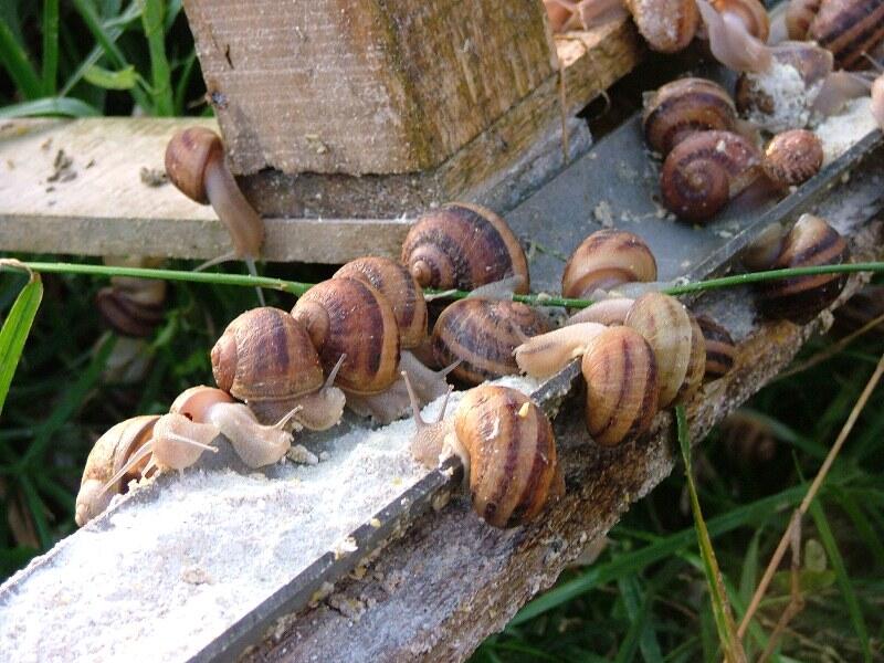 L'Escargot champenois - Vesigneul-sur-Marne