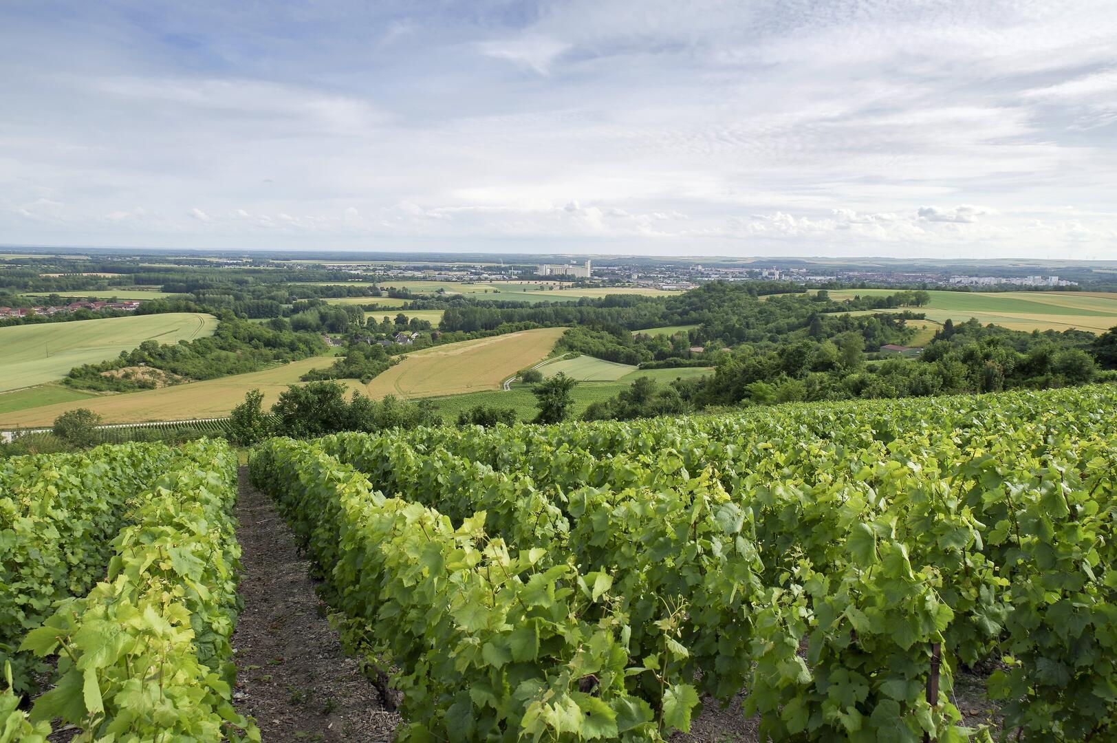 Les Coteaux Vitryats Vue du Mont de Fourche Noël SELLIER, Collection OT Lac du Der