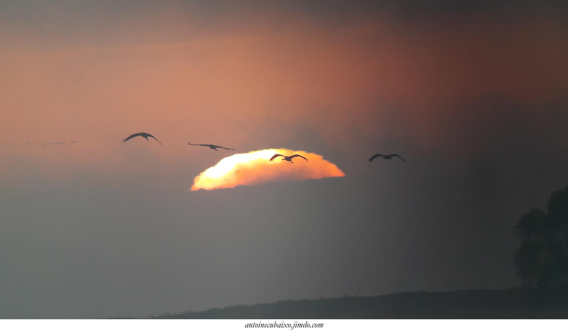 Lever des Grues