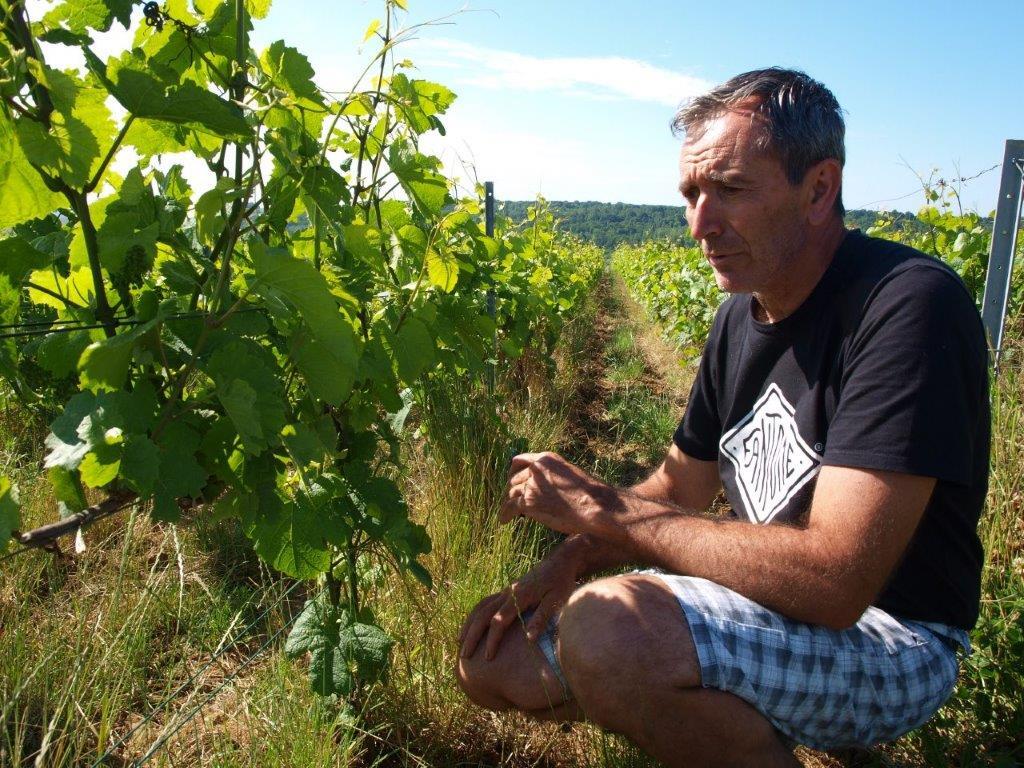 Visite du vignoble