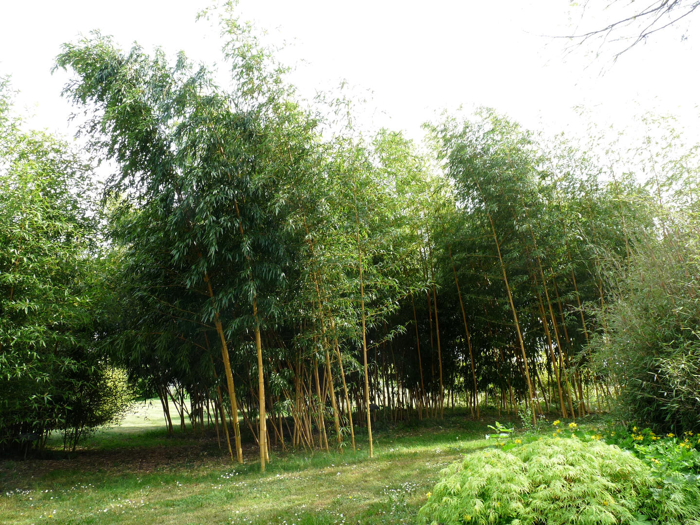 Bambousaie du Mépas