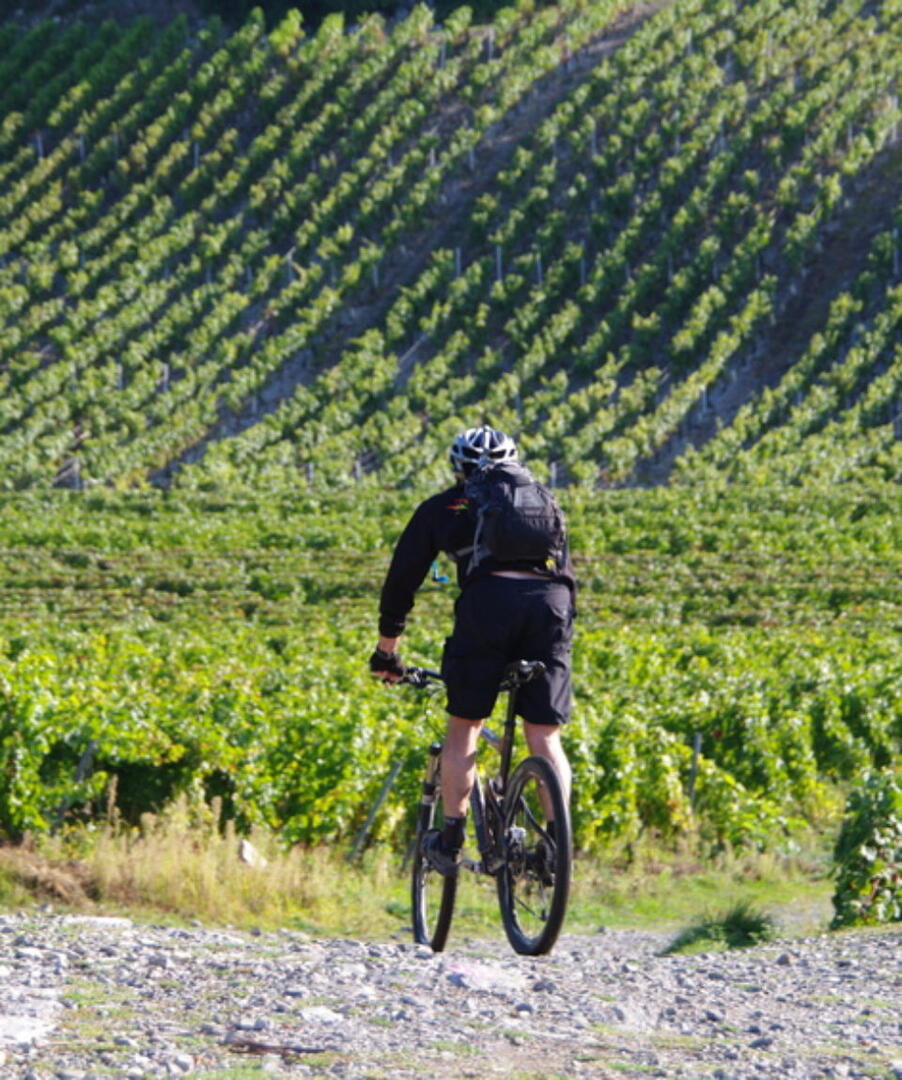 PHOTO VIGNES VTT