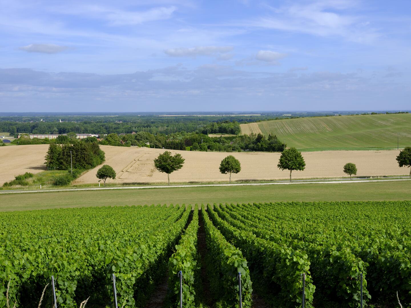 Pascal BOURGUIGNON, Collection OT Lac du Der