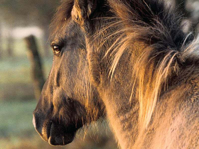 Poney