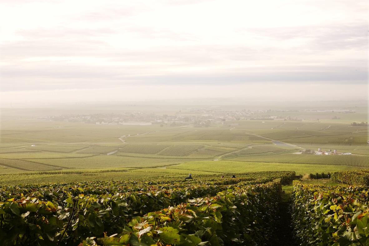VIGNES