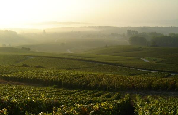 Vignes du Champagne Guy Blin-Laurent - Trigny