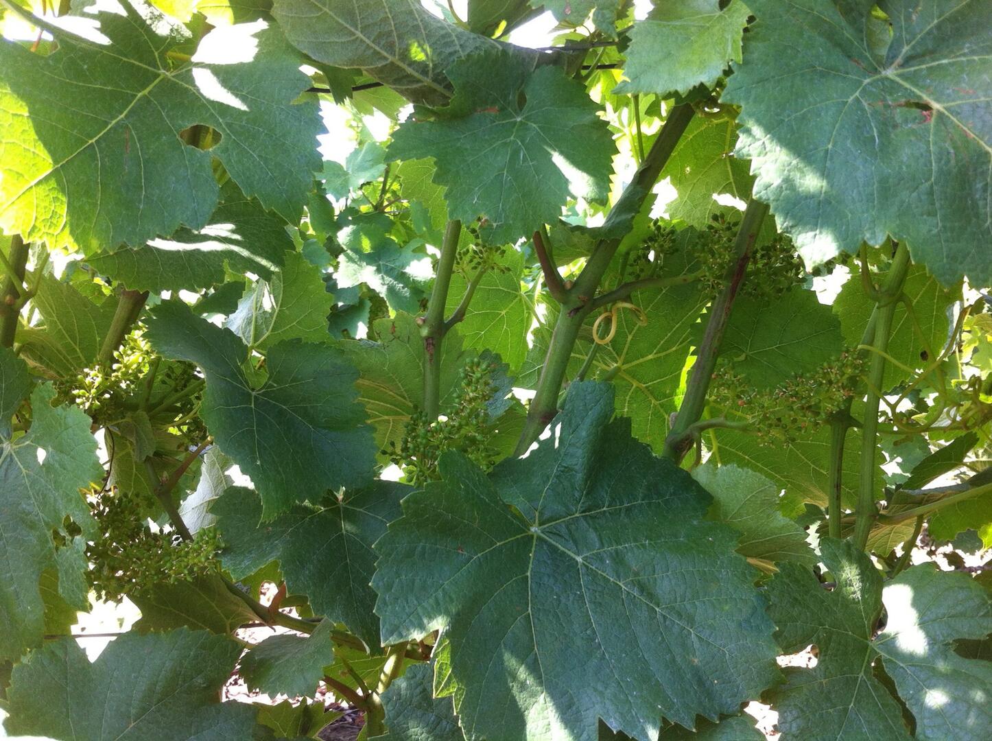 Champagne Minière F et R