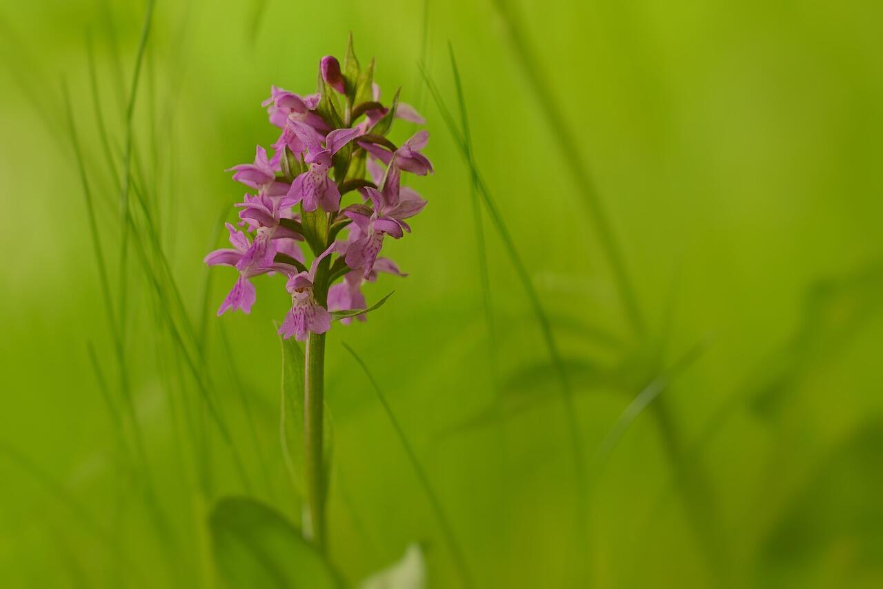 Orchidée sauvage