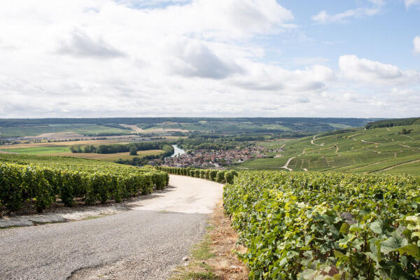 aprs-midi-epernay--producteurs-vignerons-champagne-depuis-reims-38371