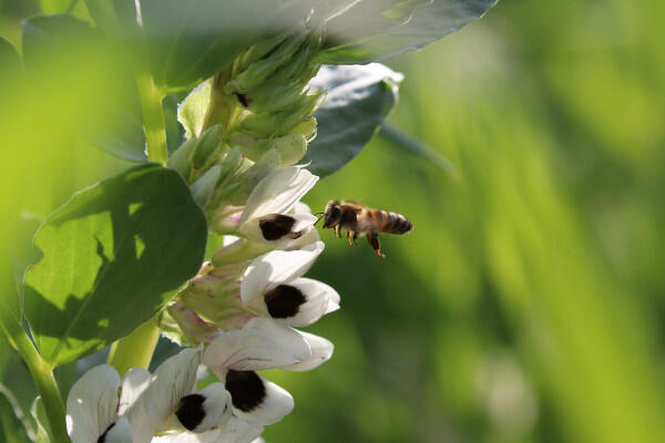 cuillier permaculture