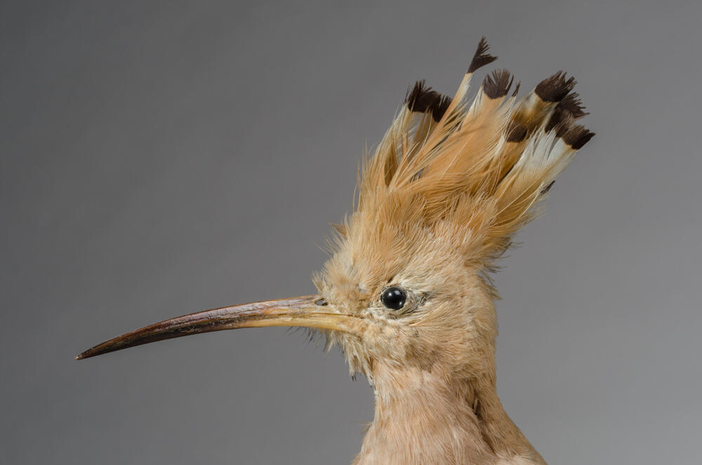 collection ornitho Musée