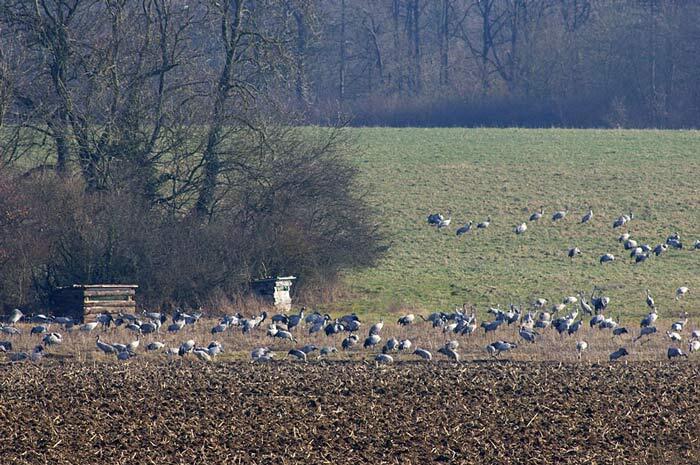 Ferme aux Grues - vue sur les affûts
