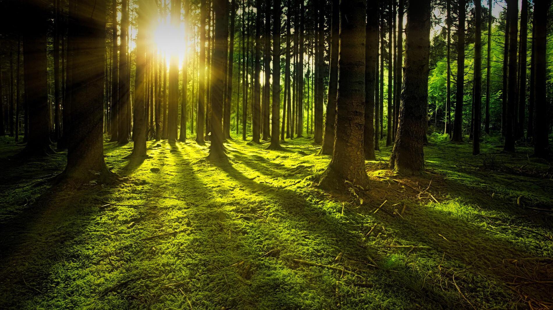 forêt