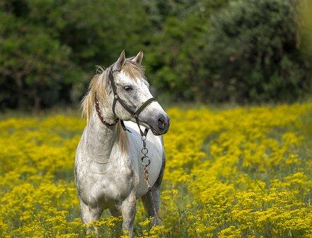 horse-3419146--340-2