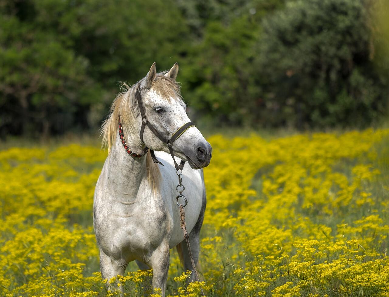 Balade à cheval - Photo non contractuelle