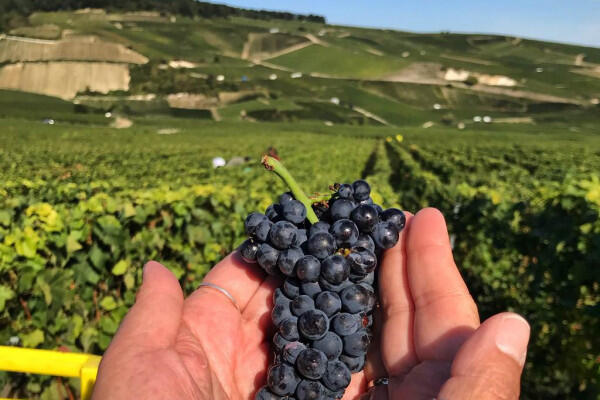 l-exprience-prestige-en-journe-spcial-vendanges-1