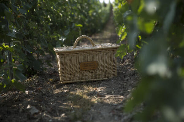 pique-nique-au-cur-des-vignes-en-franais-36bce