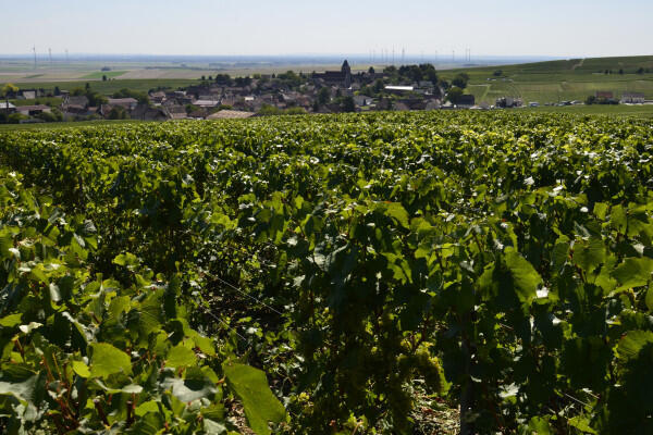 vendangeur-dun-jour-au-champagne-cdric-guyot-1