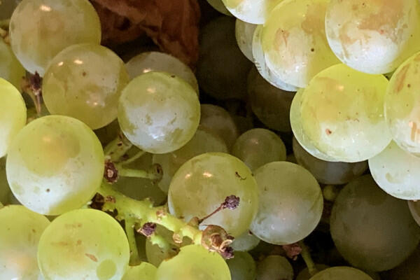 vendangeur-dun-jour-au-champagne-couvreur-philippart-33c4f