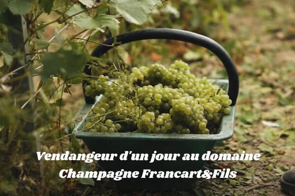 vendangeur-dun-jour-au-domaine-champagne-francartfils-3f8f7