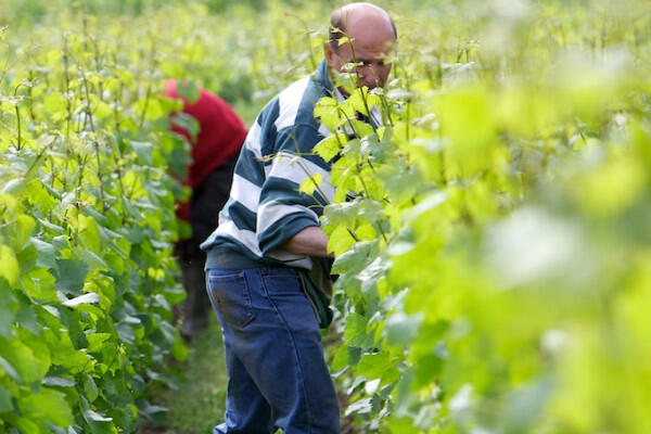 vigneron-dun-jour-37e7b