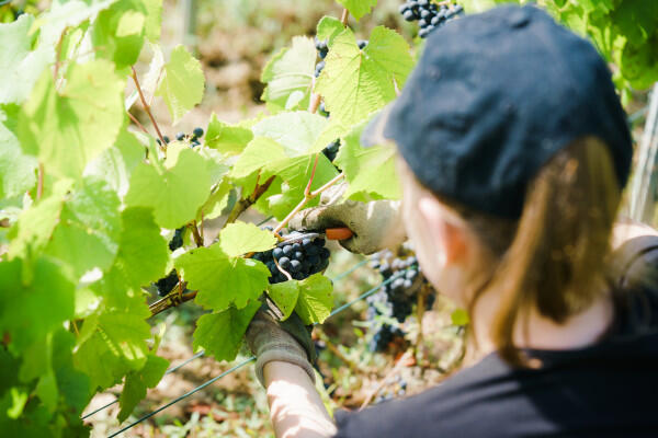vigneron-dun-jour-maturation-3efe0