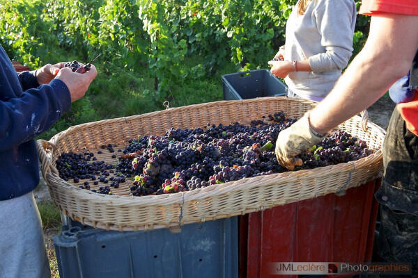 vigneron-dun-jour-maturite-du-raisin-1