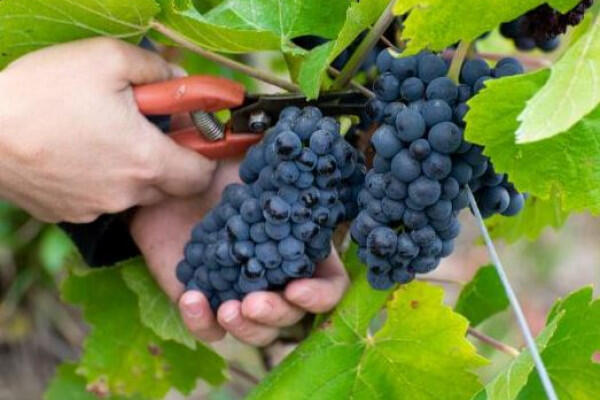 vigneron-dun-jour-atelier-maturation-30abc