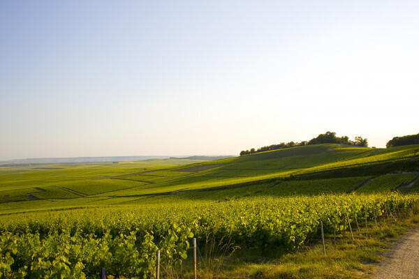visite-authentique-au-champagne-alain-vesselle-3a04e