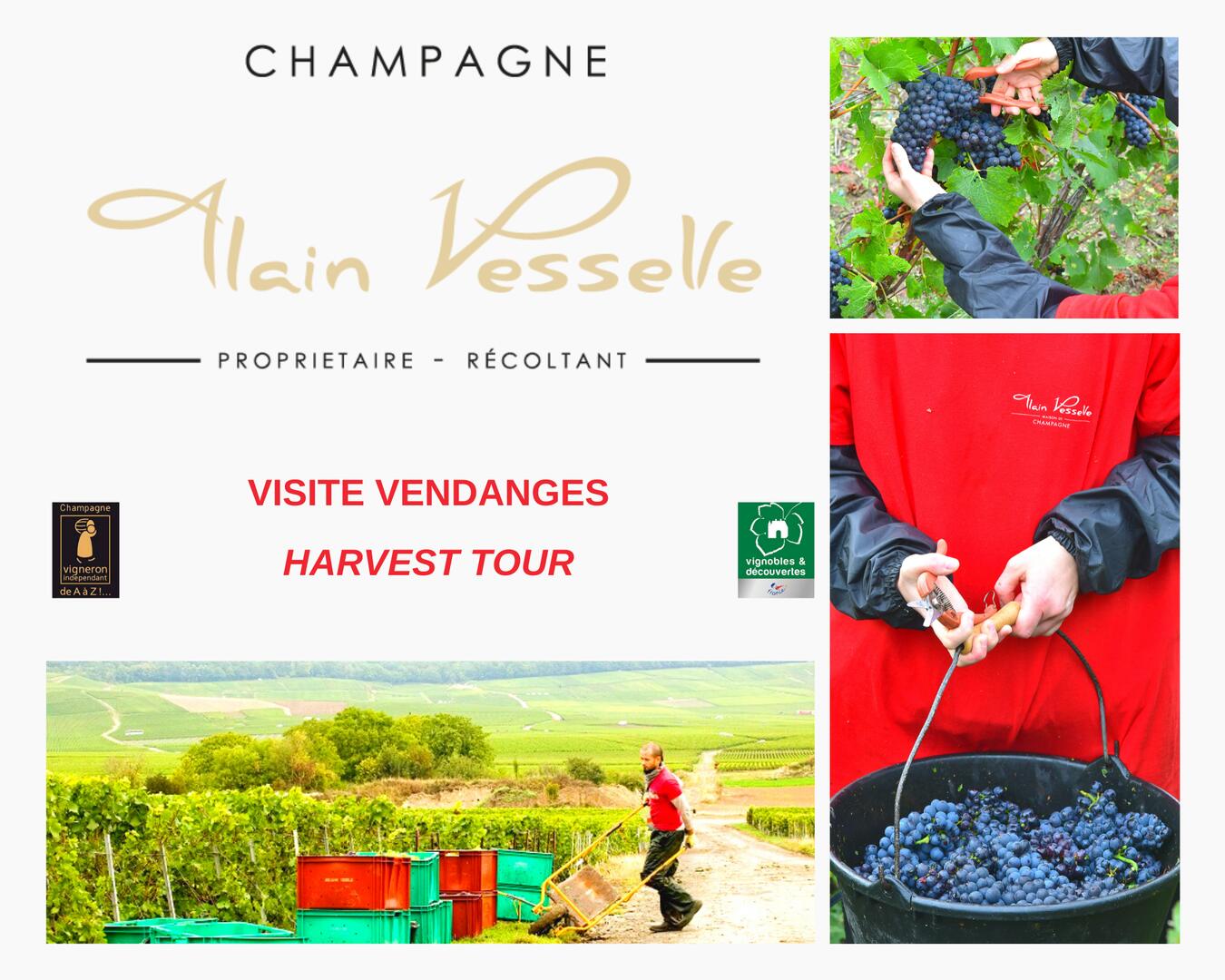VISITE SPECIALE VENDANGES