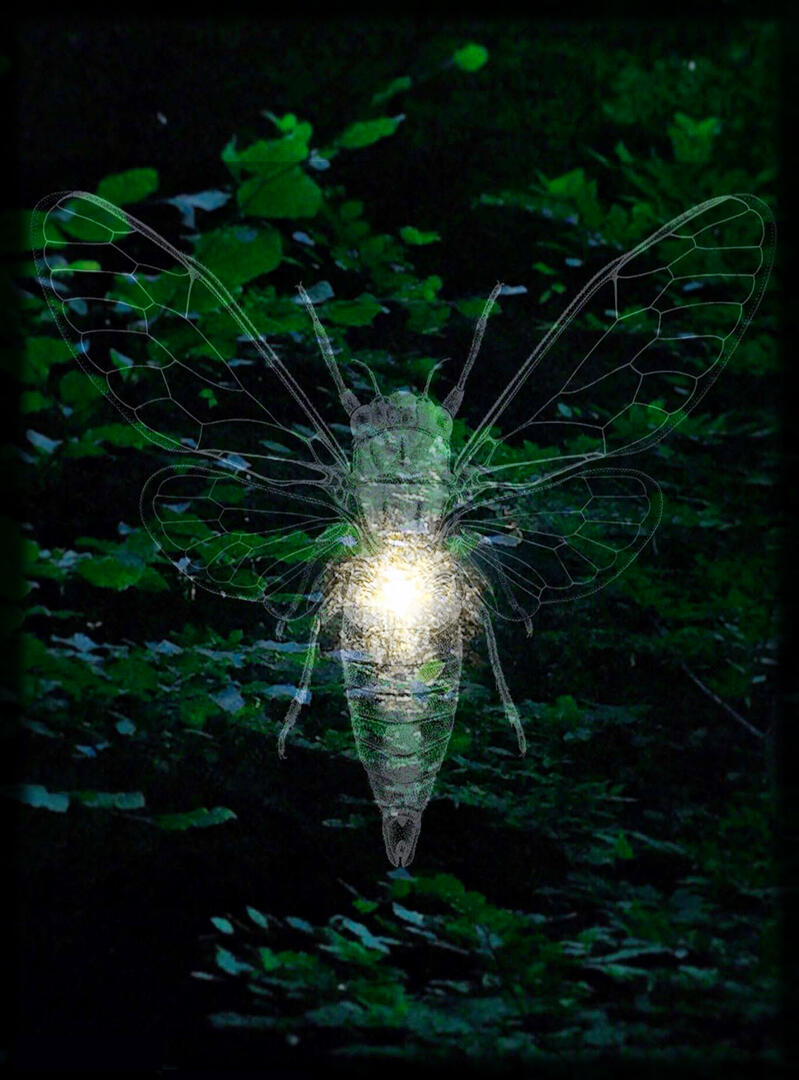 05-04-2020- L'apparition des lucioles - SAINT-IMOGES
