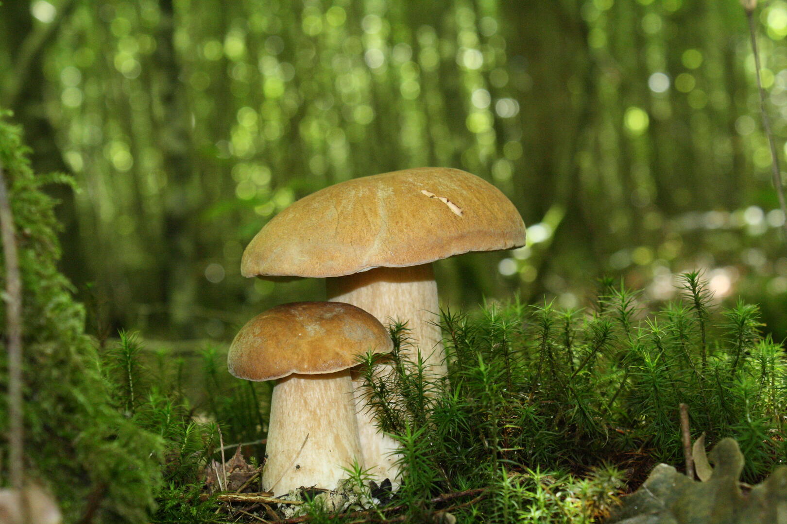 Les champignons - Le Cèpe de Bordeaux