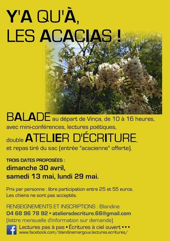 Acacias - Avril-Mai 2023 - A4