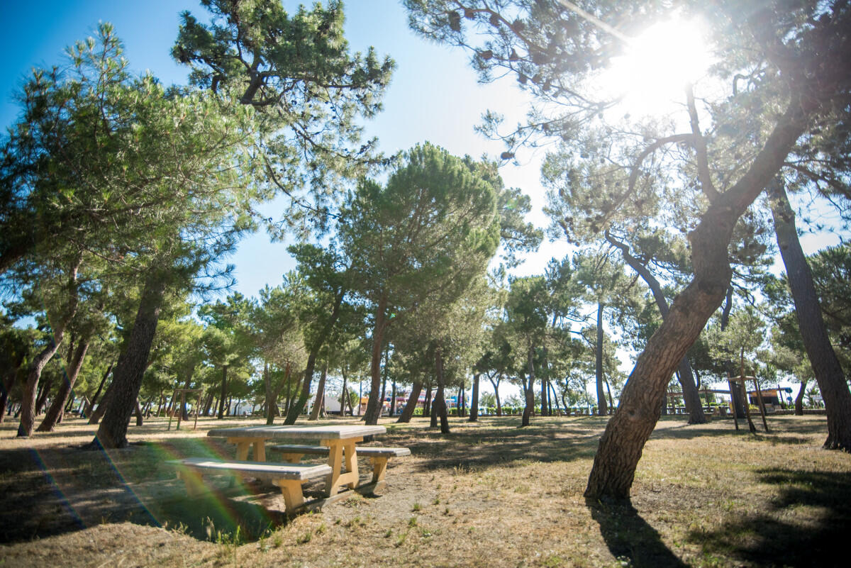 Bois_des_pins-ArgelesTourisme-Stephane_FERRER-4952-1200px