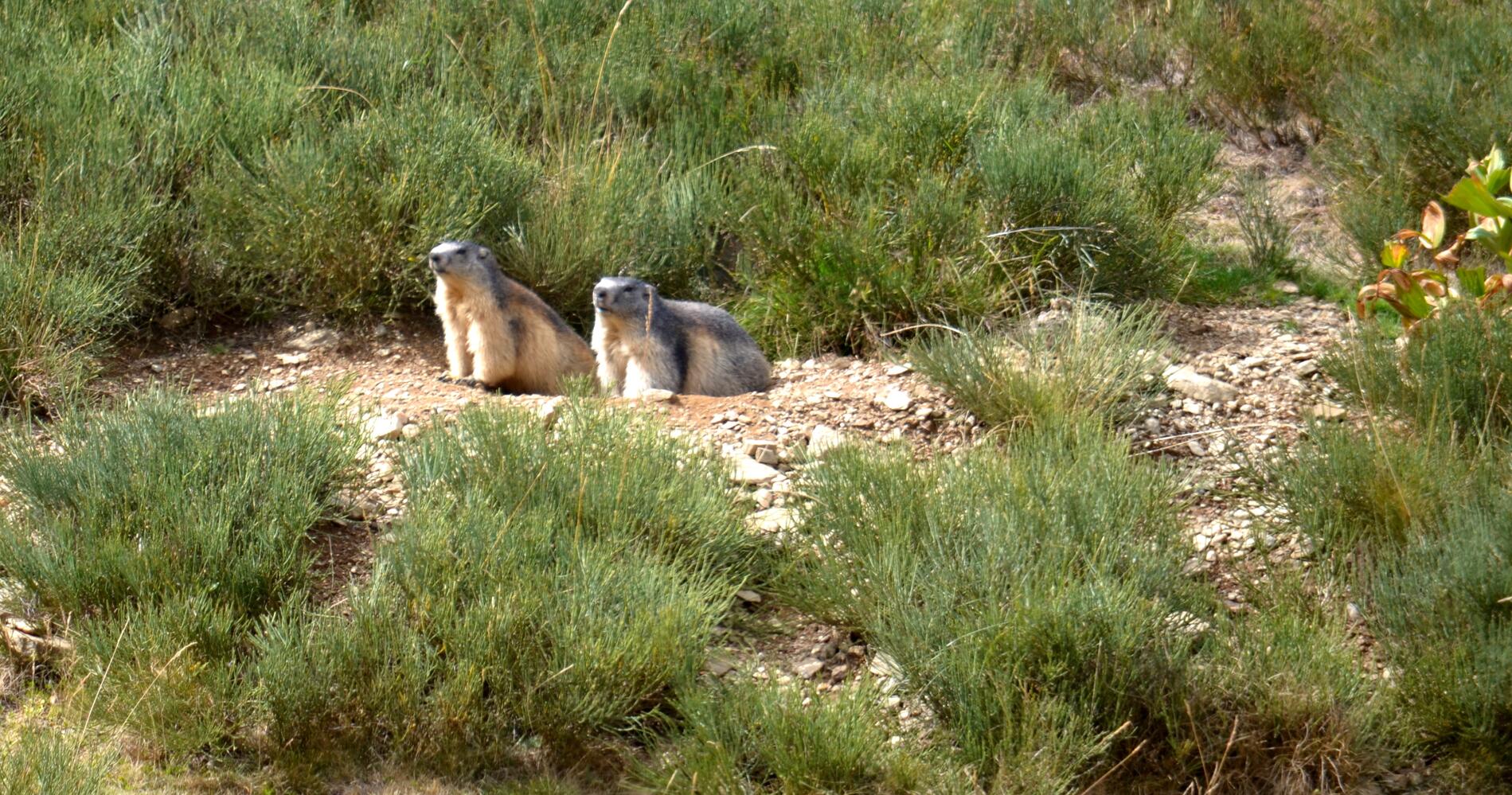 Excursion_découverte_Pic_du_Canigou_marmottes