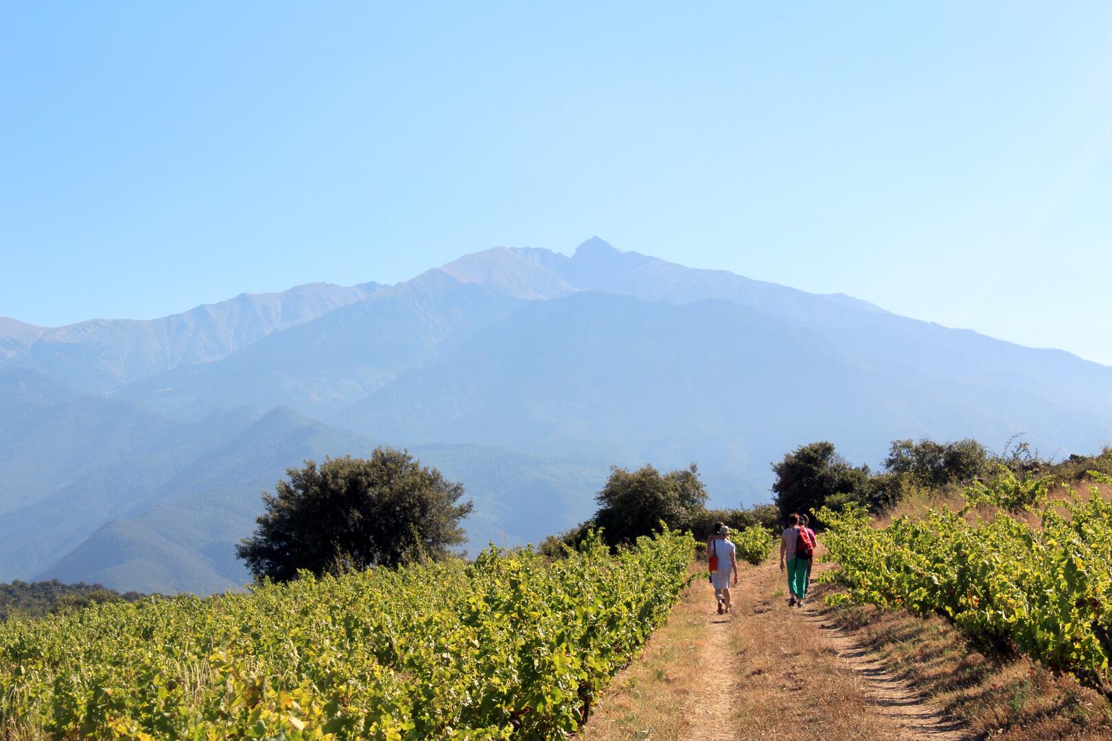 Vue sur le Canigó depuis le vignoble