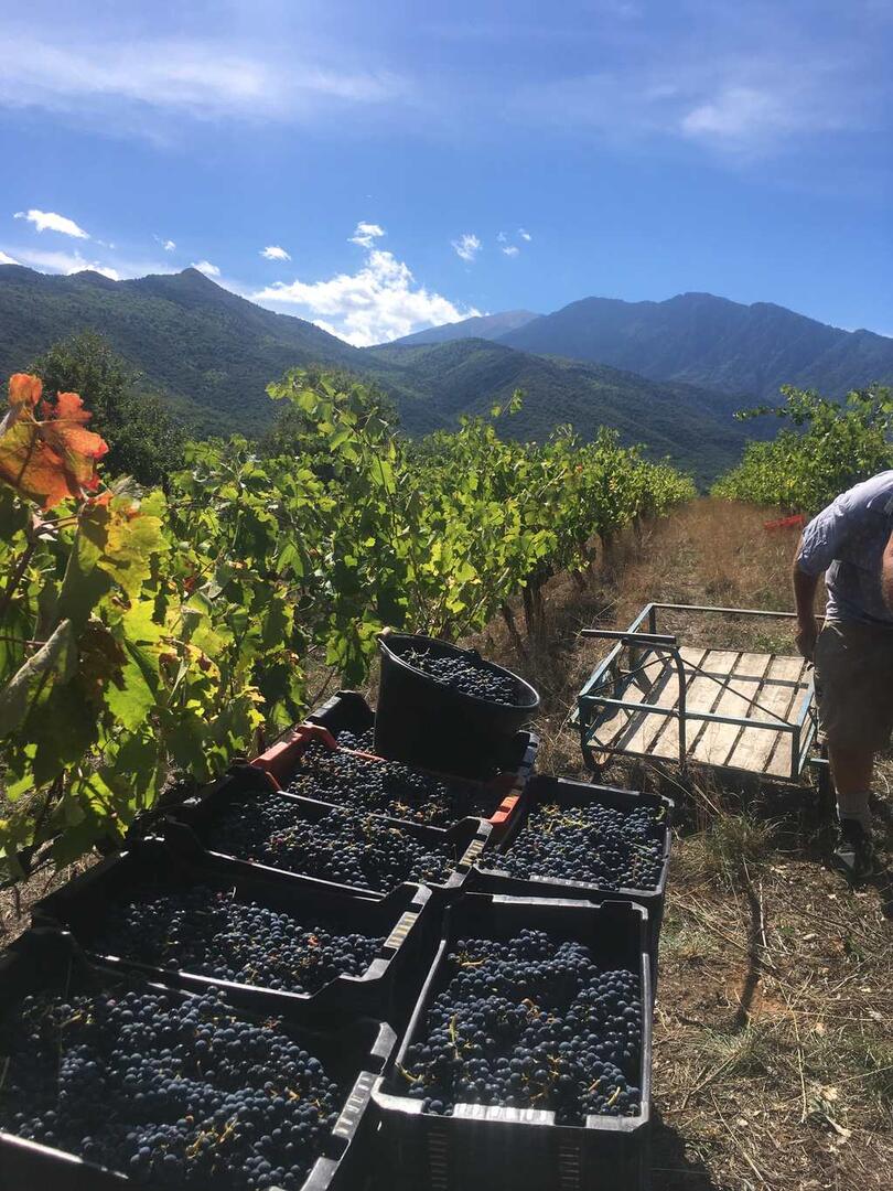 Vin Nature du Canigou