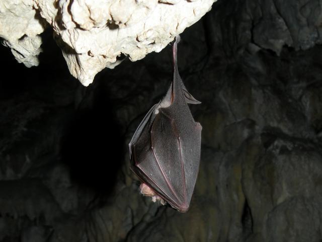 chauve-souris-7