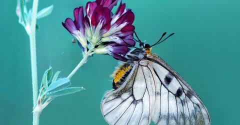conférence-nature-480x250