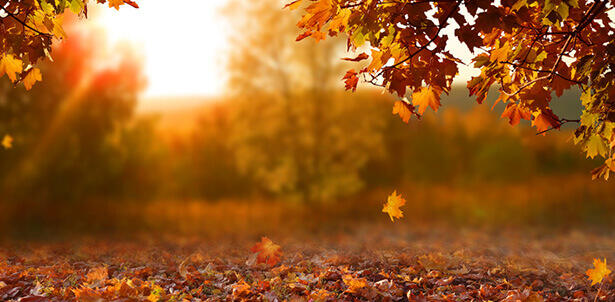 couleur-d-automne-feuille-automne-arbres_shutterstock_1182854209