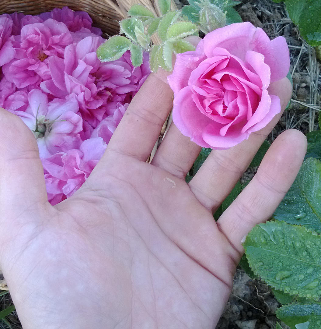Floraluna