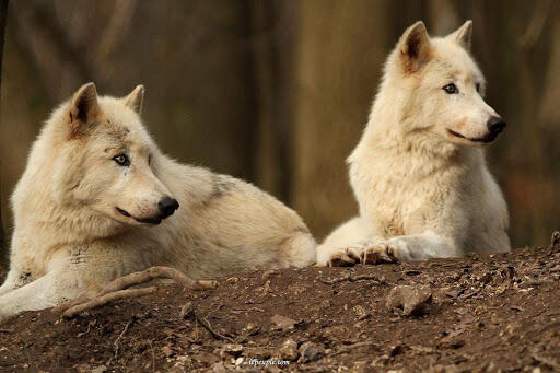 LOUPS BLANCS Rêve de Bisons