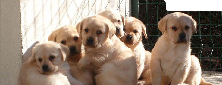 Parc de la Sauvagette : le Monde Merveilleux du Chien